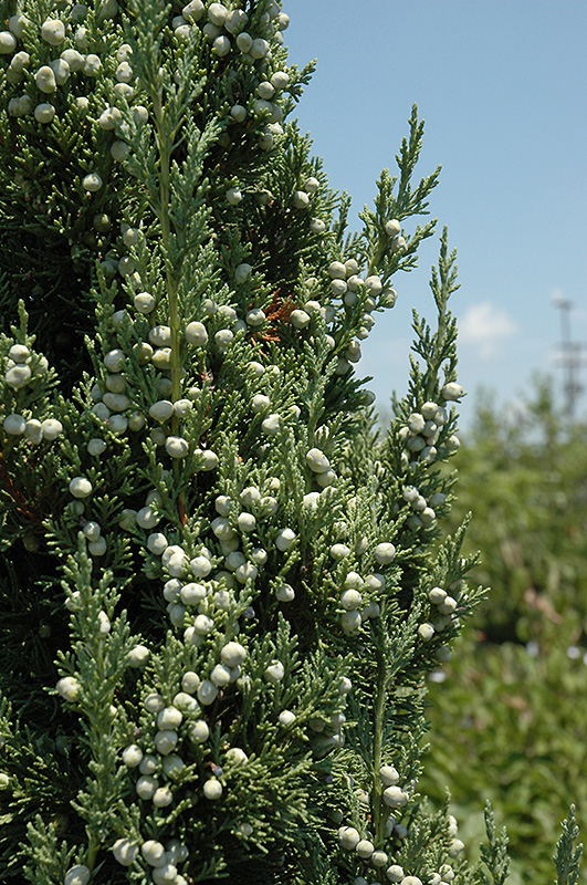 Trautman Juniper (Juniperus chinensis 'Trautman') at Gertens