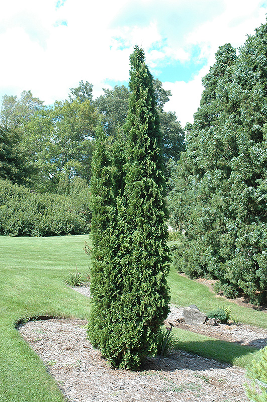 Degroot's Spire Arborvitae (Thuja occidentalis 'Degroot's Spire') at Gertens