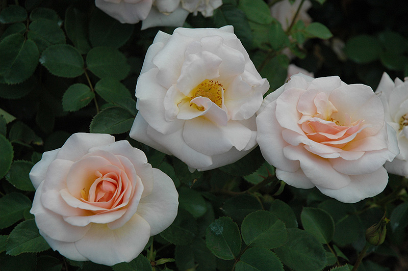 Pretty Lady Rose™ Hybrid Tea Rose (Rosa 'SCRivo') at Gertens