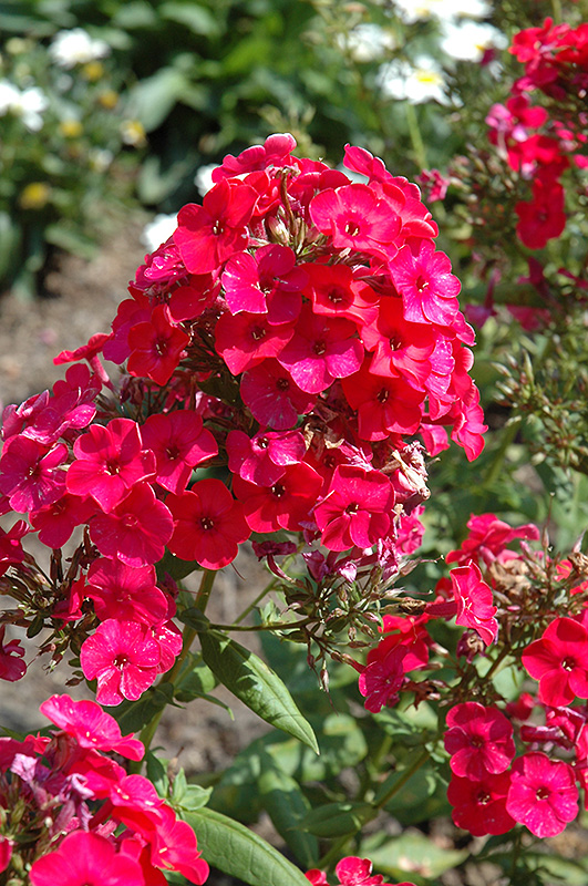Flame® Red Garden Phlox (Phlox paniculata 'Red Flame') at Gertens