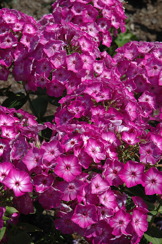 Early Start™ Purple Garden Phlox (Phlox paniculata 'Early Start Purple') at Gertens