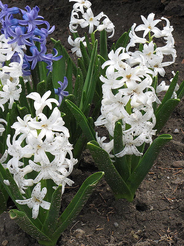 Carnegie Hyacinth (Hyacinthus orientalis 'Carnegie') at Gertens