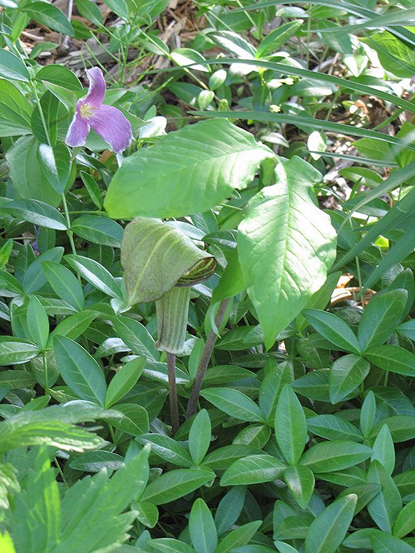 Jack In The Pulpit (Arisaema x triphyllum) at Gertens