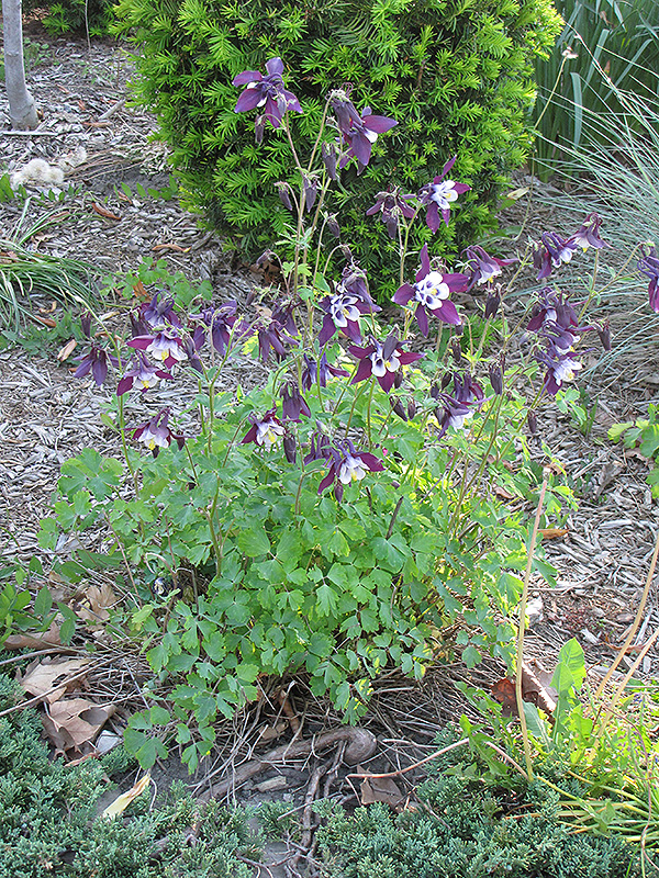 Columbine leaves turning purple