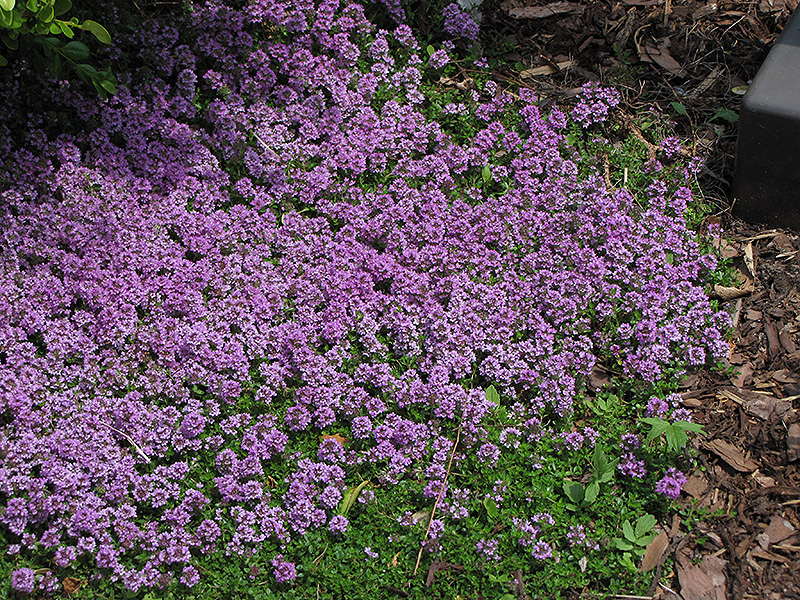 Purple Carpet Creeping Thyme (Thymus praecox 'Purple Carpet') at Gertens