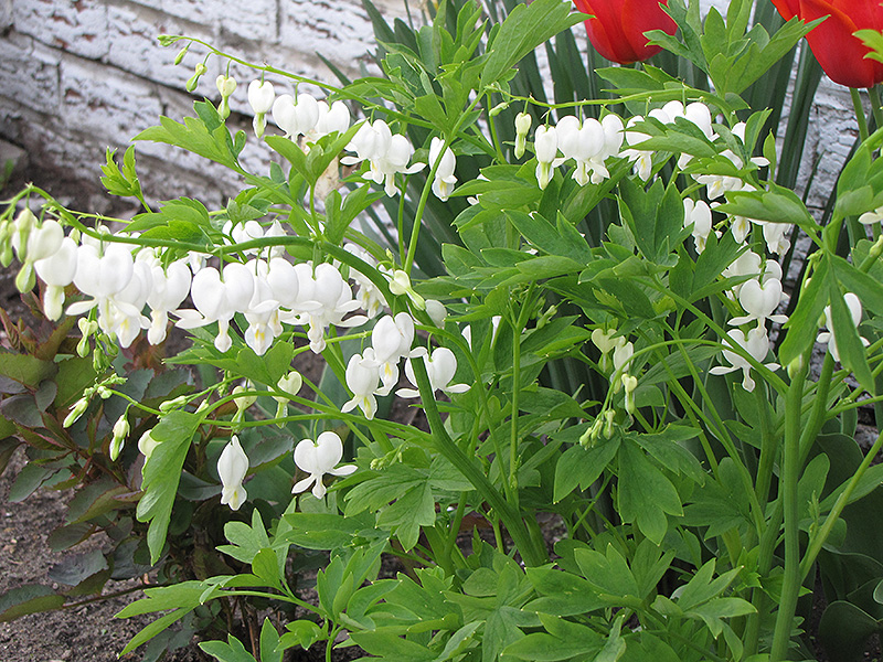 Old Fashioned White Bleeding Heart (Dicentra spectabilis 'Alba') at Gertens