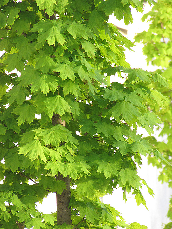 Columnar Norway Maple (Acer platanoides 'Columnare') at Gertens