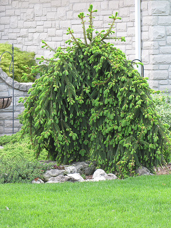 Weeping Norway Spruce Picea Abies Pendula In Inver Grove Heights Minnesota Mn At Gertens