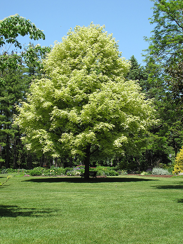 Variegierter Spitzahorn (Acer platanoides 'Variegatum') bei Gertens