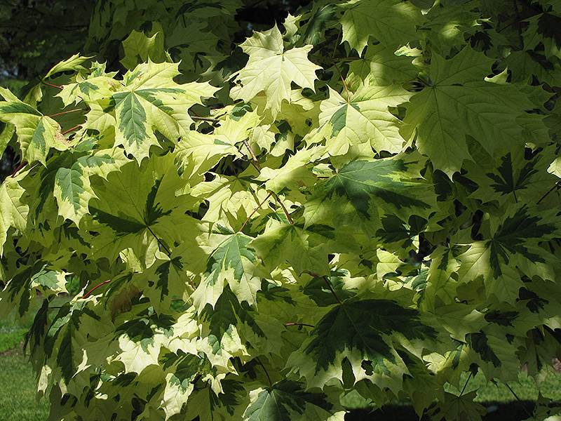 Arce noruego variegado (Acer platanoides 'Variegatum') en Gertens