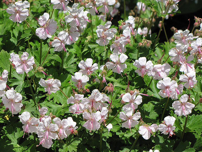 Biokovo Geranium (Geranium x cantabrigiense 'Biokovo') in Inver Grove ...