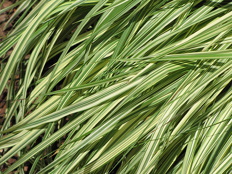 Variegated Moor Grass (Molinia caerulea 'Variegata') at Gertens