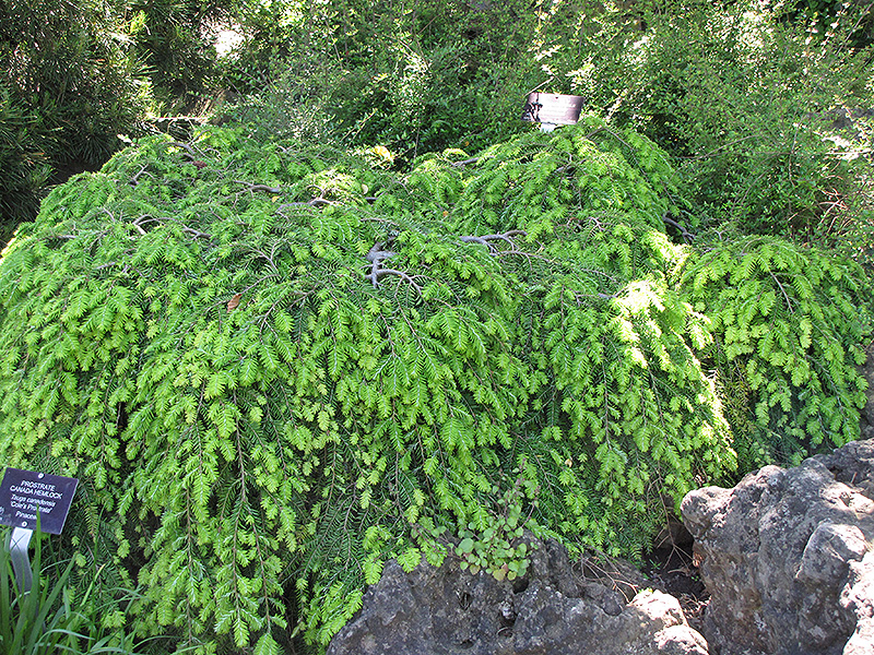 Cole's Prostrate Canadian Hemlock (Tsuga canadensis 'Cole's Prostrate') at Gertens