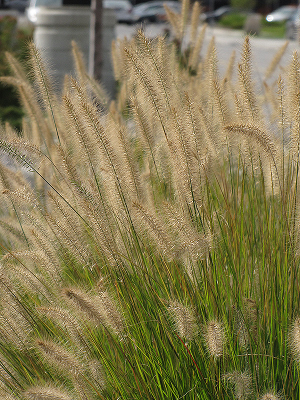 Hameln Fountain Grass (Pennisetum alopecuroides 'Hameln') at Gertens