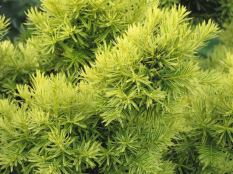 Golden Japanese Yew (Taxus cuspidata 'Nana Aurescens') in Inver Grove ...