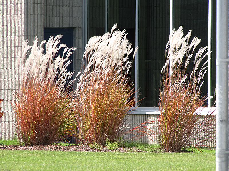 Flame Grass (Miscanthus sinensis 'Purpurascens') at Gertens