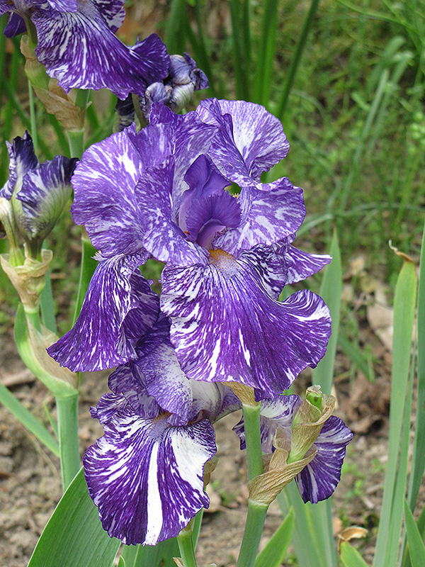 Batik Bearded Iris (Iris 'Batik') at Gertens