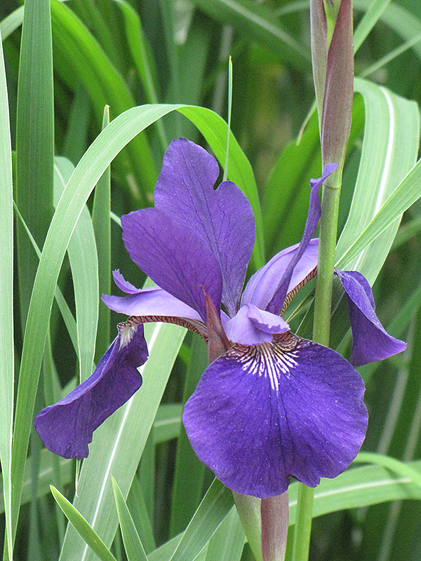 Caesar's Brother Siberian Iris (Iris sibirica 'Caesar's Brother') at Gertens
