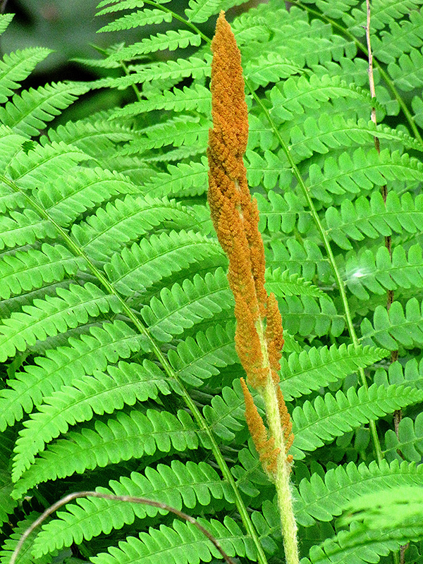 Cinnamon Fern (Osmunda cinnamomea) at Gertens