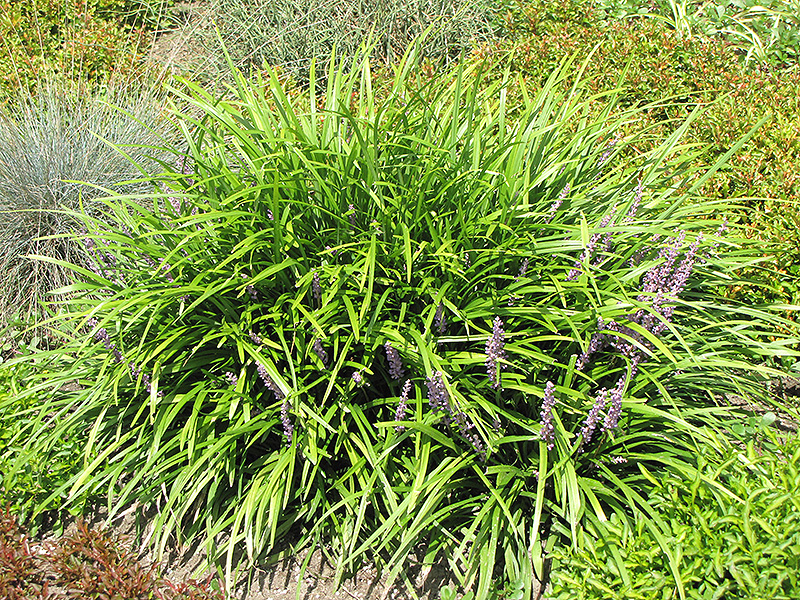 Creeping Lily Turf (Liriope spicata) at Gertens