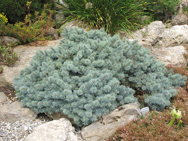 Bonny Blue Colorado Blue Spruce (Picea pungens 'Bonny Blue') in Inver Grove  Heights, Minnesota (MN) at Gertens