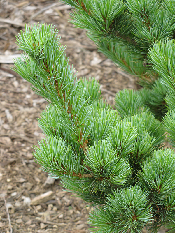 Aoi Japanese White Pine (Pinus parviflora 'Aoi') at Gertens