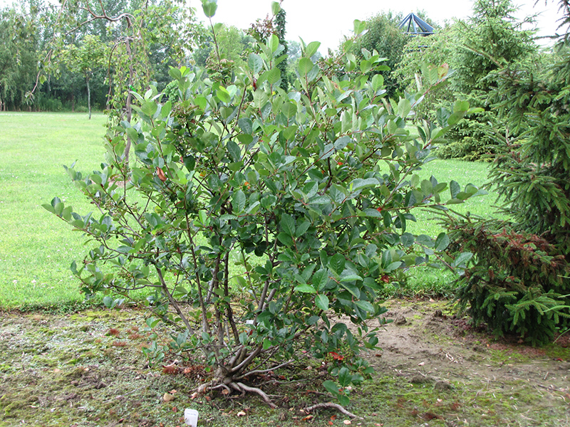 Viking Black Chokeberry (Aronia x prunifolia 'Viking') at Gertens