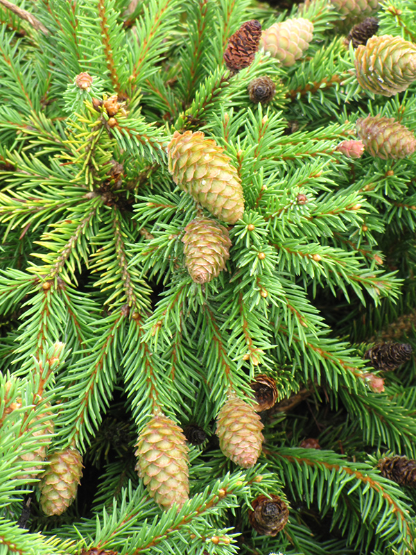 Pusch Norway Spruce (Picea abies 'Pusch') at Gertens