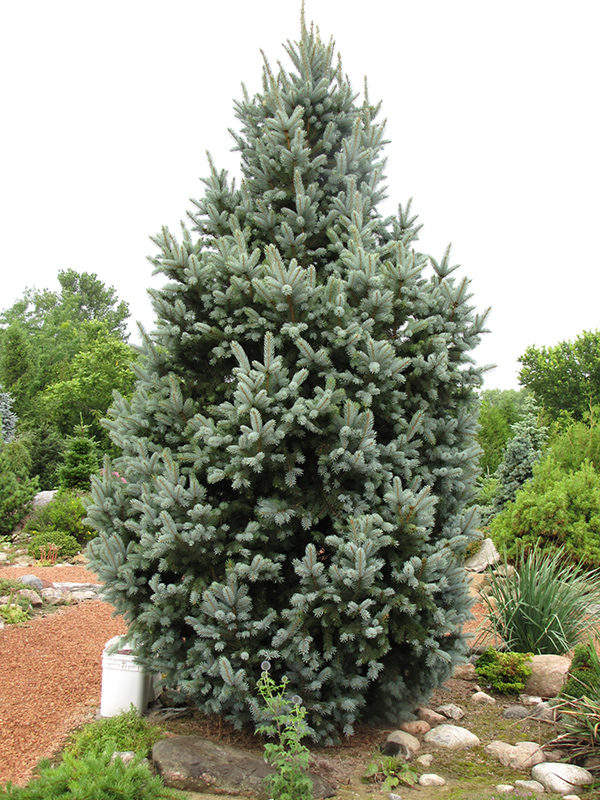 Columnar Colorado Blue Spruce (Picea pungens 'Iseli Fastigiata') at Gertens