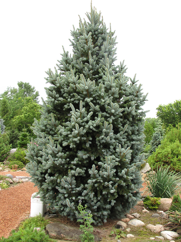 Select Blue Colorado Spruce (Picea pungens 'Blue Select') in