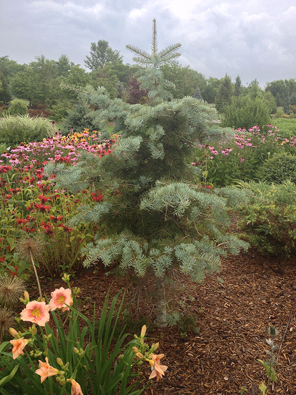 Blue Cloak Concolor Fir (Abies concolor 'Blue Cloak') in Inver Grove ...