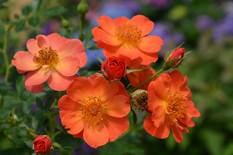 Oso Easy® Paprika Shrub Rose (Rosa 'ChewMayTime') at Gertens