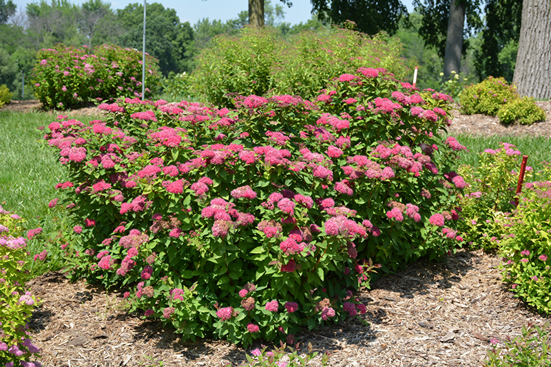 Double Play® Red Spirea (Spiraea japonica 'SMNSJMFR') in Inver Grove ...