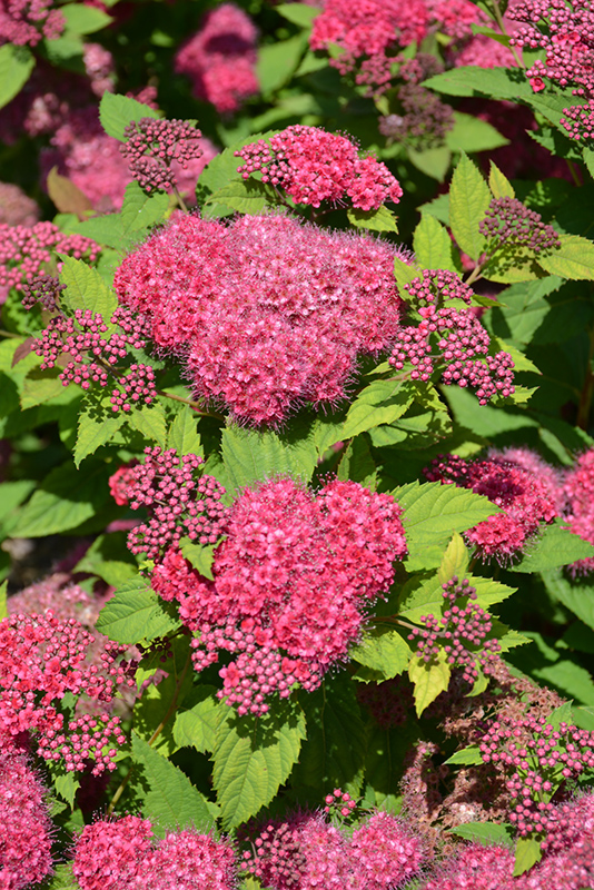 Double Play® Red Spirea (Spiraea japonica 'SMNSJMFR') in Inver Grove ...