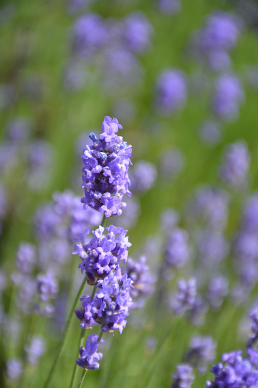Hidcote Blue Lavender (Lavandula angustifolia 'Hidcote Blue') at Gertens