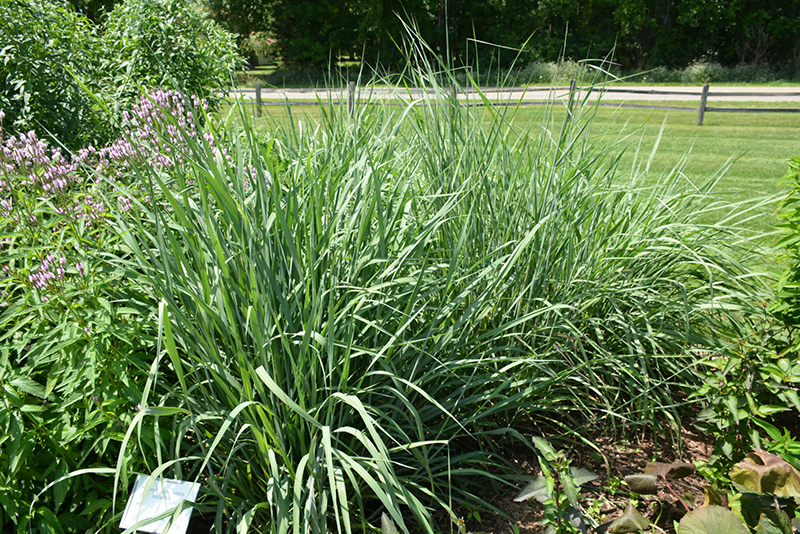 Indian Grass (Sorghastrum nutans) at Gertens