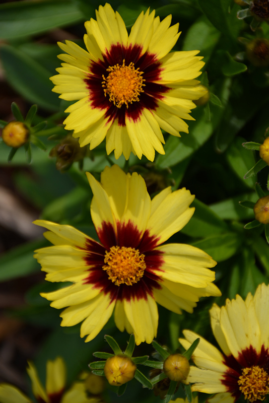 UpTick Yellow and Red Tickseed (Coreopsis 'Baluptowed') at Gertens