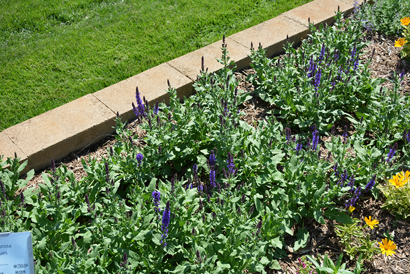 Lyrical™ Blues Salvia (Salvia nemorosa 'Balyriclu') at Gertens