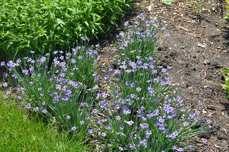 Lucerne Blue-Eyed Grass (Sisyrinchium angustifolium 'Lucerne') at Gertens
