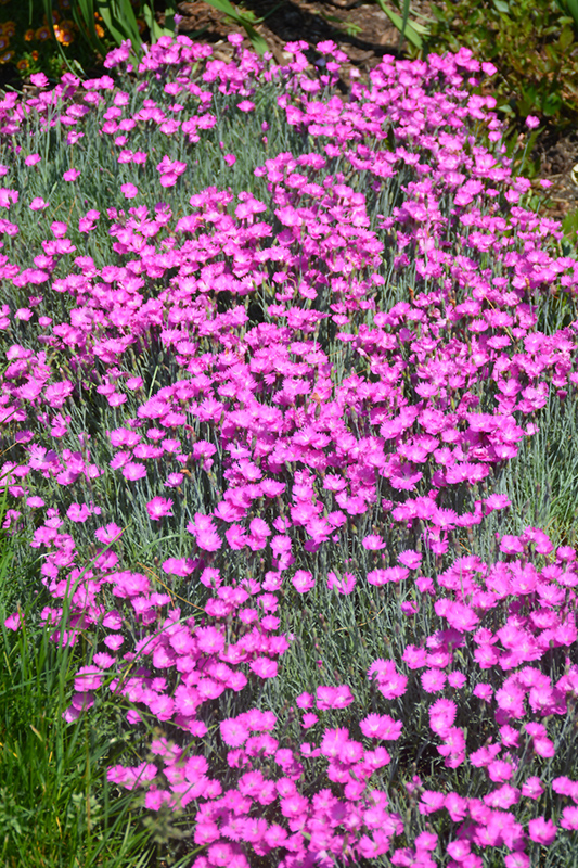 Firewitch Dianthus (Dianthus gratianopolitanus 'Firewitch') in Inver ...