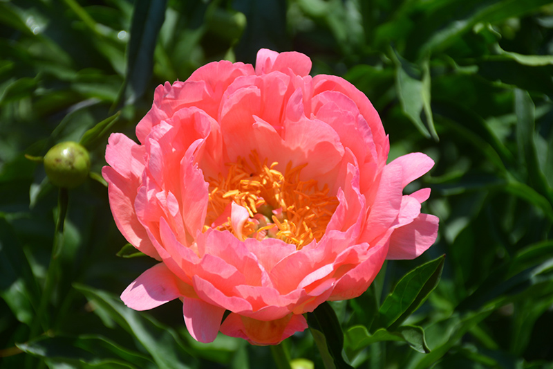 Coral Sunset Peony (Paeonia 'Coral Sunset') at Gertens
