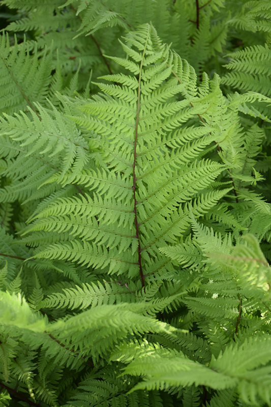 Lady in Red Fern (Athyrium filix-femina 'Lady in Red') at Gertens