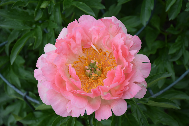 Coral Sunset Peony (Paeonia 'Coral Sunset') at Gertens