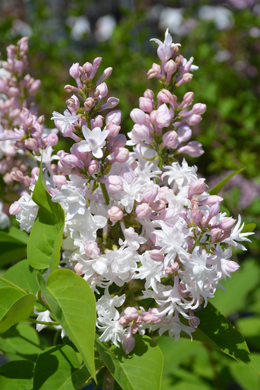 Beauty of Moscow Lilac (Syringa vulgaris 'Beauty of Moscow') at Gertens