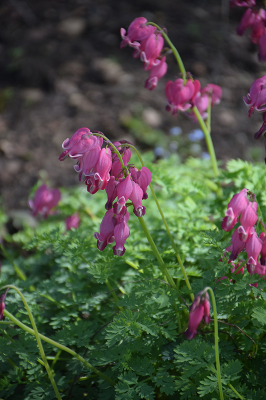 King of Hearts Bleeding Heart (Dicentra 'King of Hearts') at Gertens