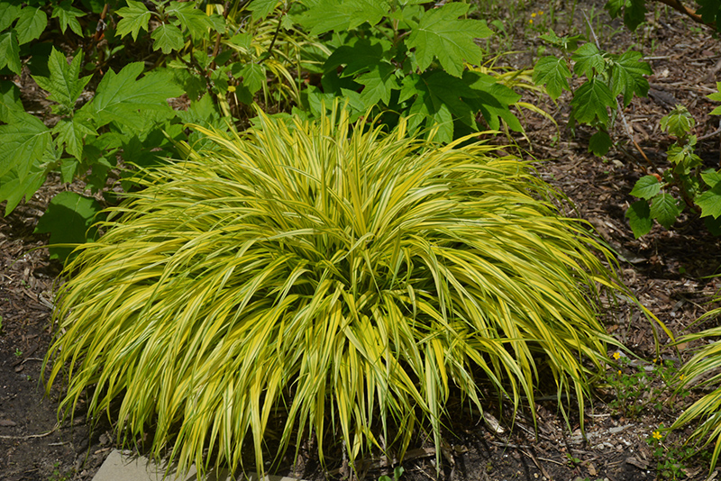 Golden Japanese Forest Grass (Hakonechloa macra 'Aureola') at Gertens