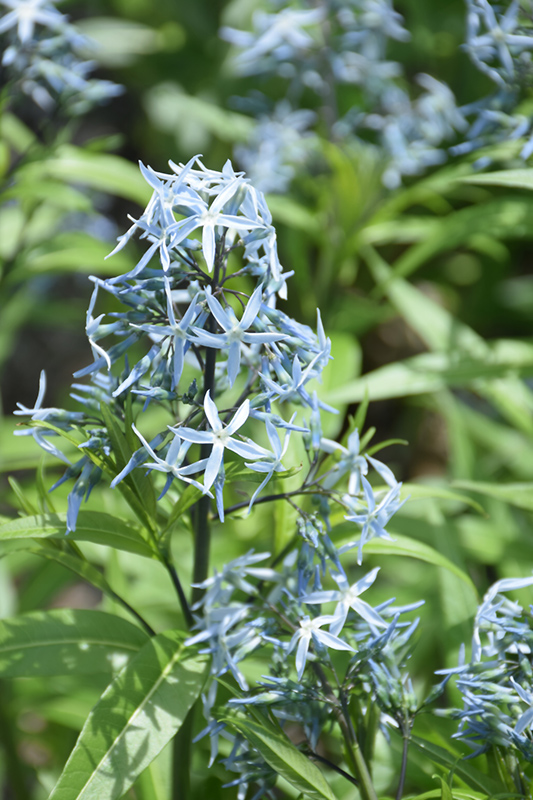 Narrow-Leaf Blue Star (Amsonia hubrichtii) at Gertens