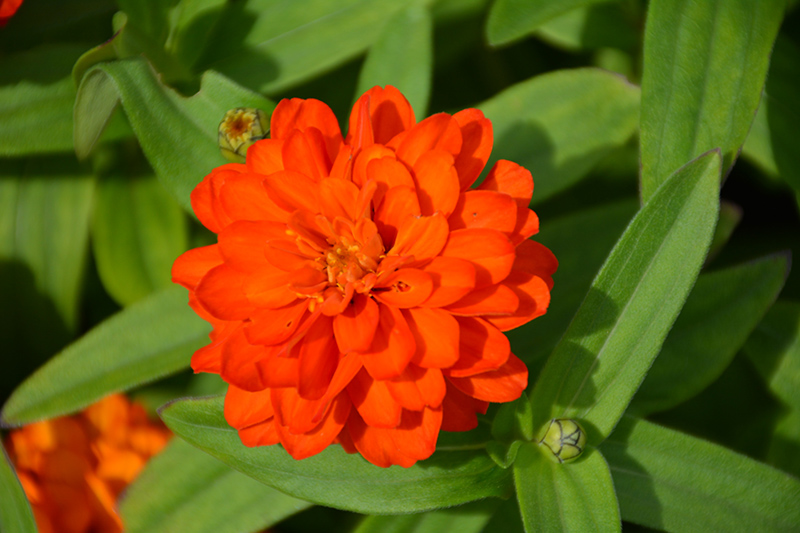 Profusion Double Fire Zinnia (Zinnia 'Profusion Double Fire') at Gertens