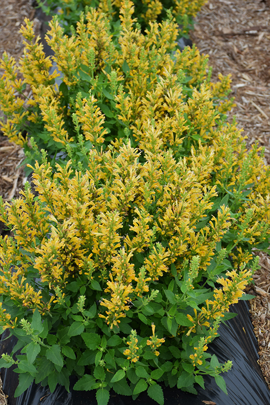 Poquito Butter Yellow Hyssop (Agastache 'TNGAPBY') at Gertens
