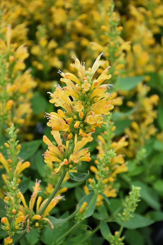 Poquito Butter Yellow Hyssop (Agastache 'TNGAPBY') at Gertens